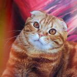 Временный дом для Вашего котика