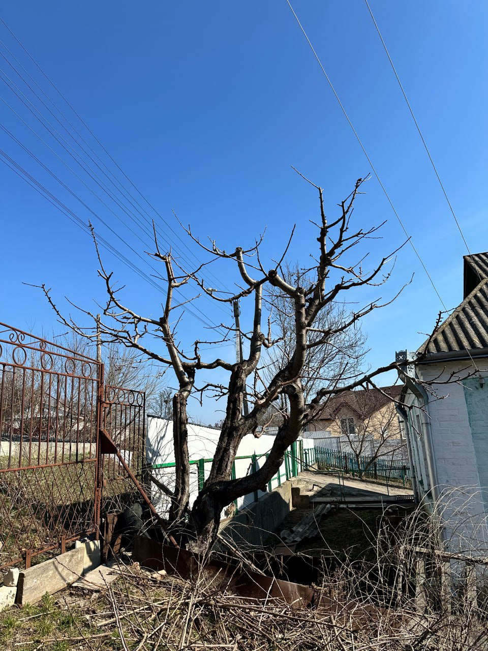 Фото Обрізка винограду та плодових дерев 5