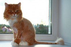 Фото Стрижка котов любой сложности. Опытный мастер! 1