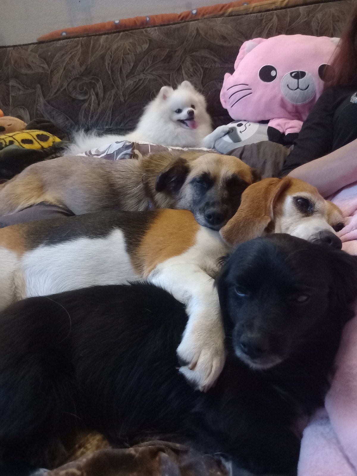 Фото Собачки на перетримці