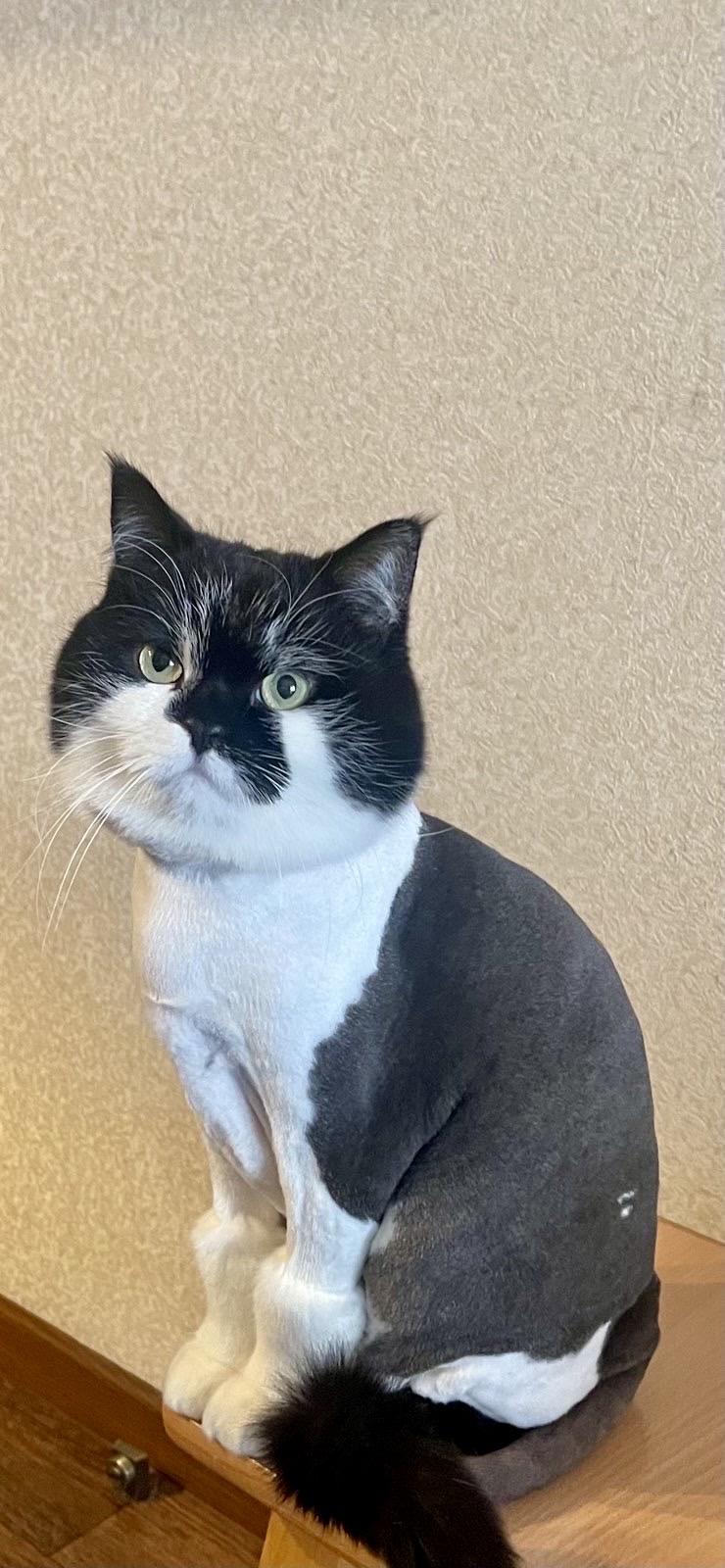 Фото стрижечка котика під левчика