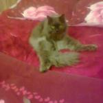 Передержка котов и собак