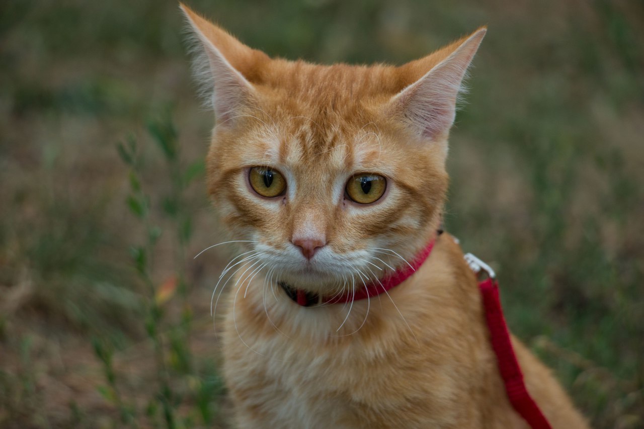 Фото Котик Персик - прекрасно провел у нас 5 дней http://kabanchik.ua/task/92838-prismotret-kotom