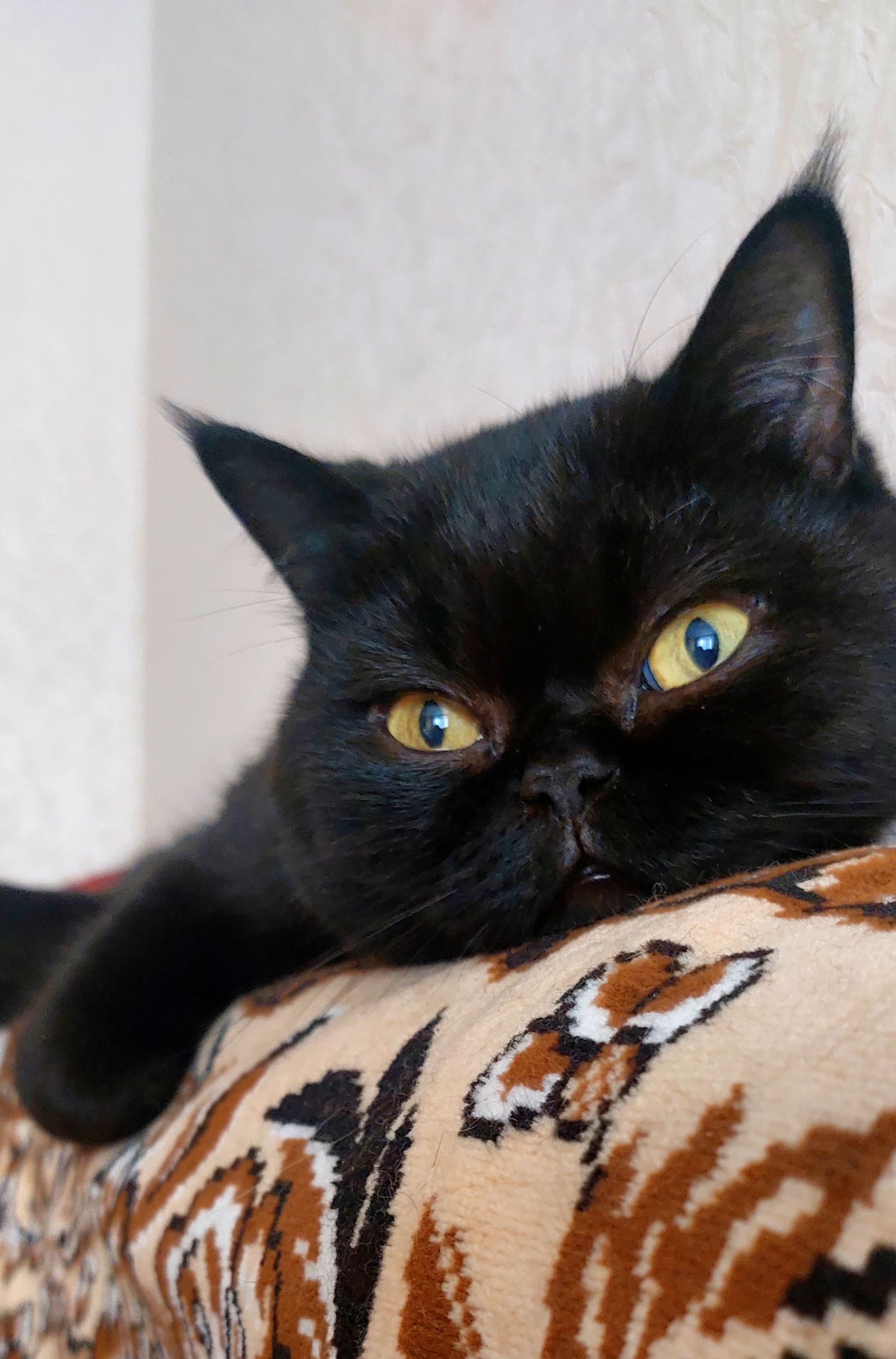 Фото Кіт Степан, перетримка