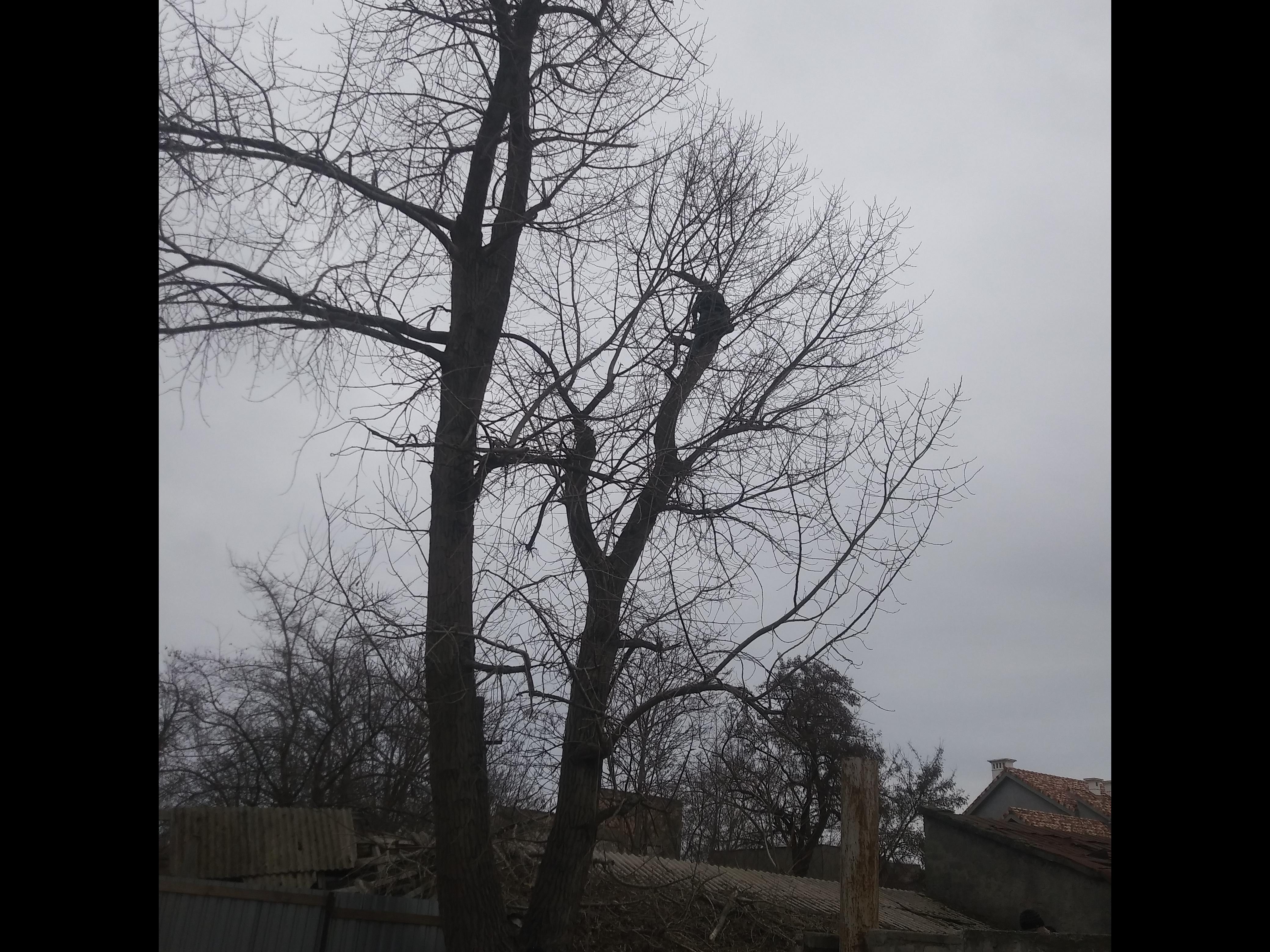 Фото Спилка\Подрезка деревьев