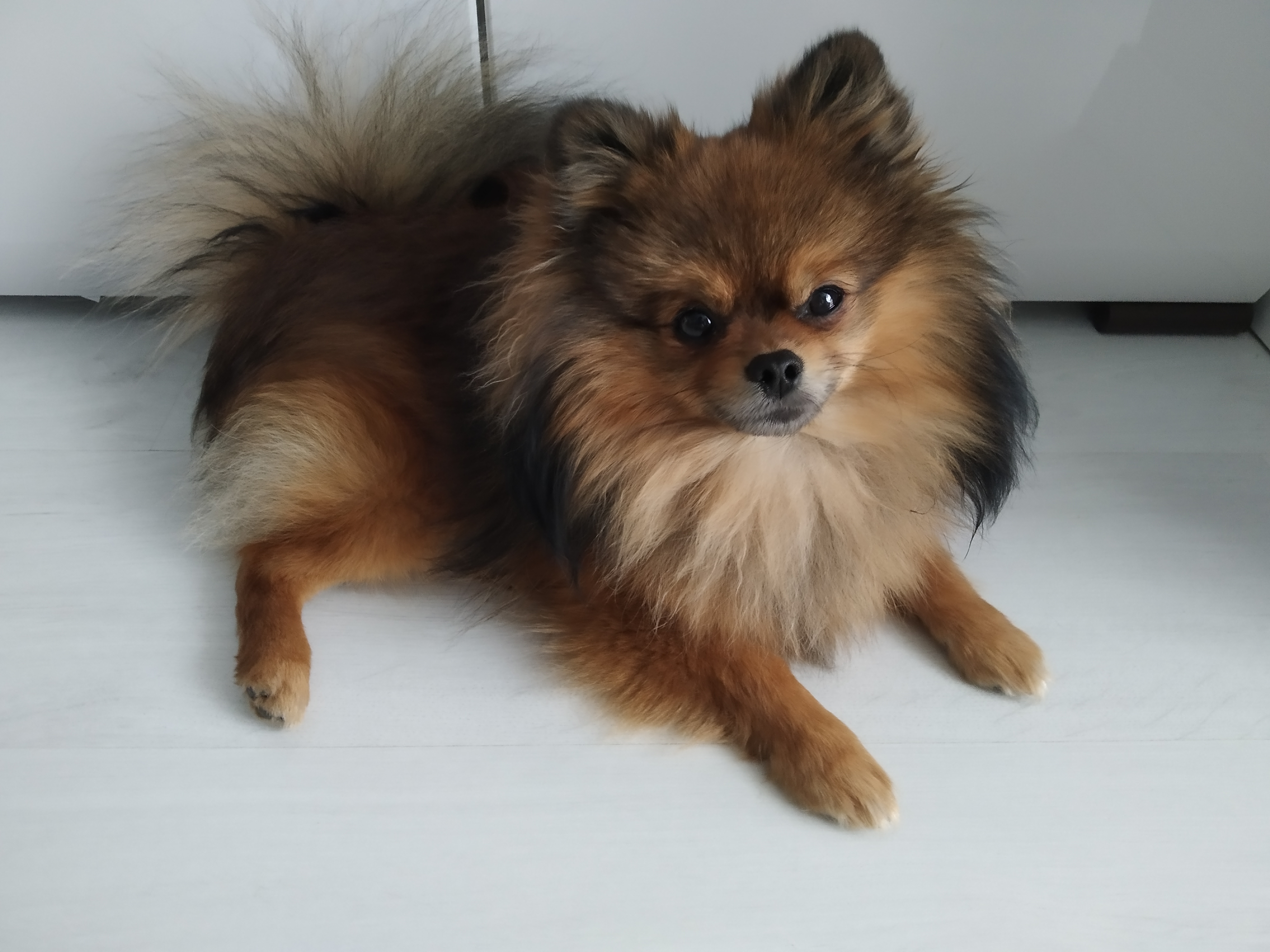 Фото Шпиц красавчик