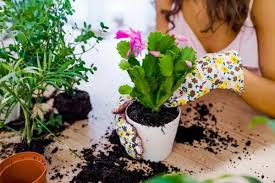 Фото Пересадка рослин,підкорила,заміна грунту за необхідністю,можемо також в телефонному режимі підібрати рослини доставити  і посадити т.д.
