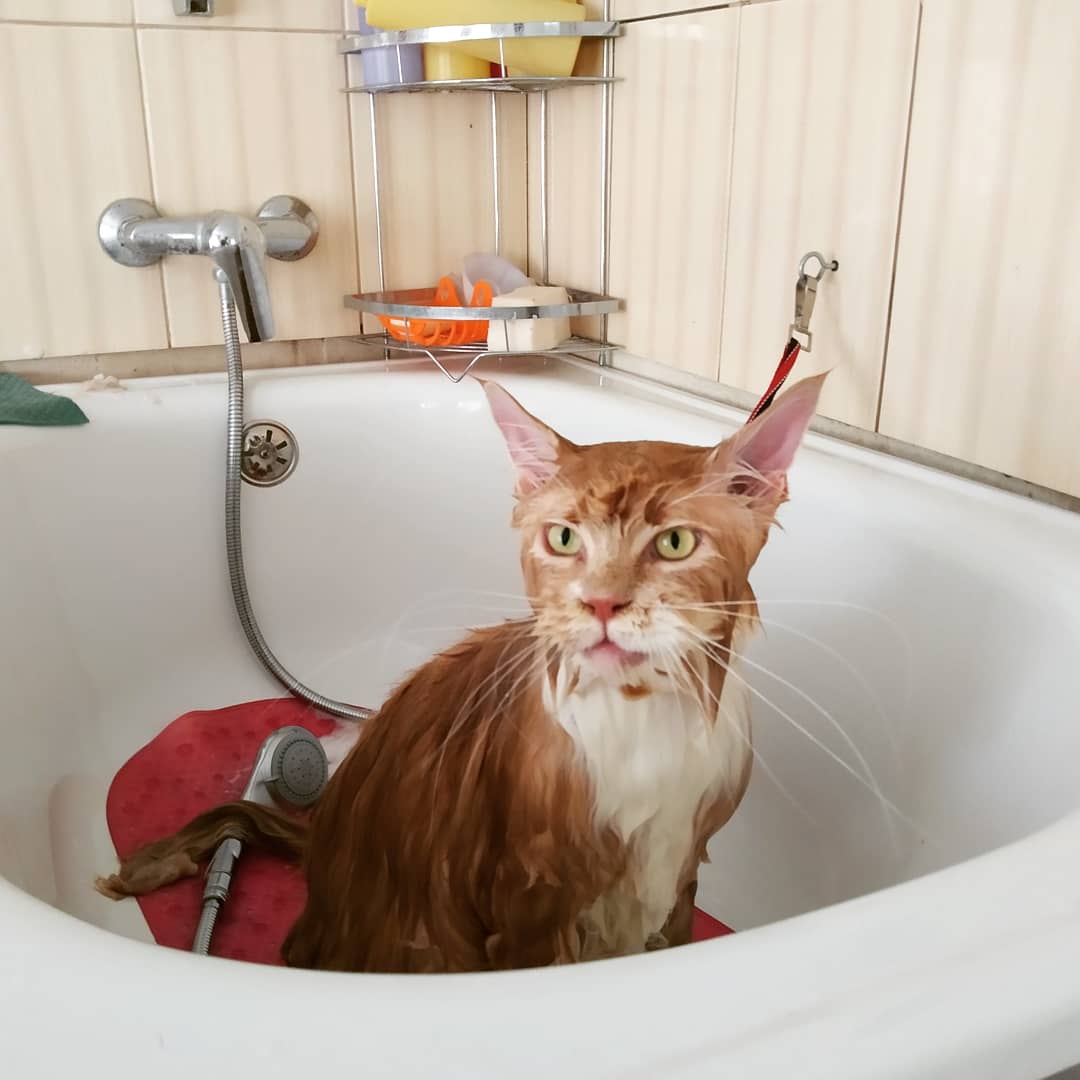 Фото Стрижка кошек и котов 4