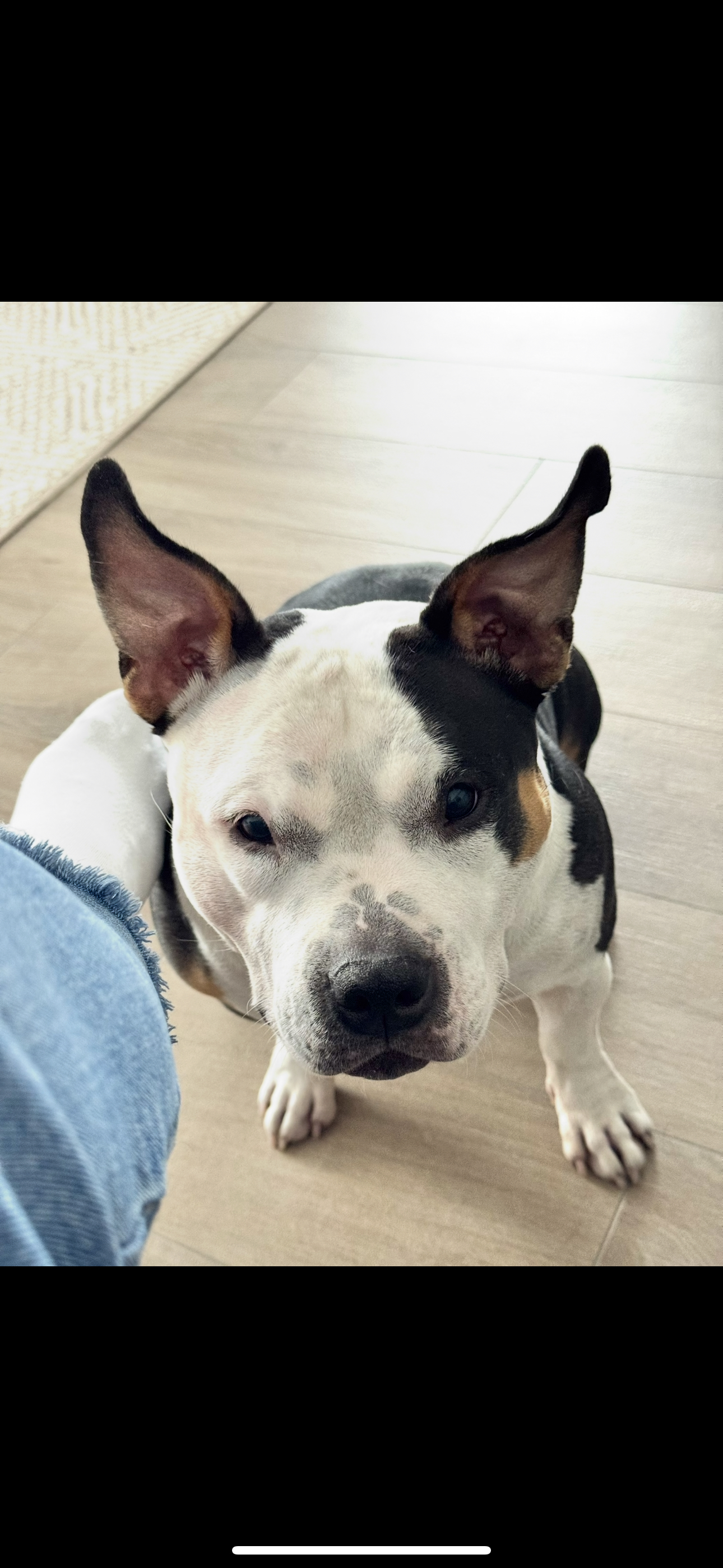 Фото Еще Америнский Булли на передержке