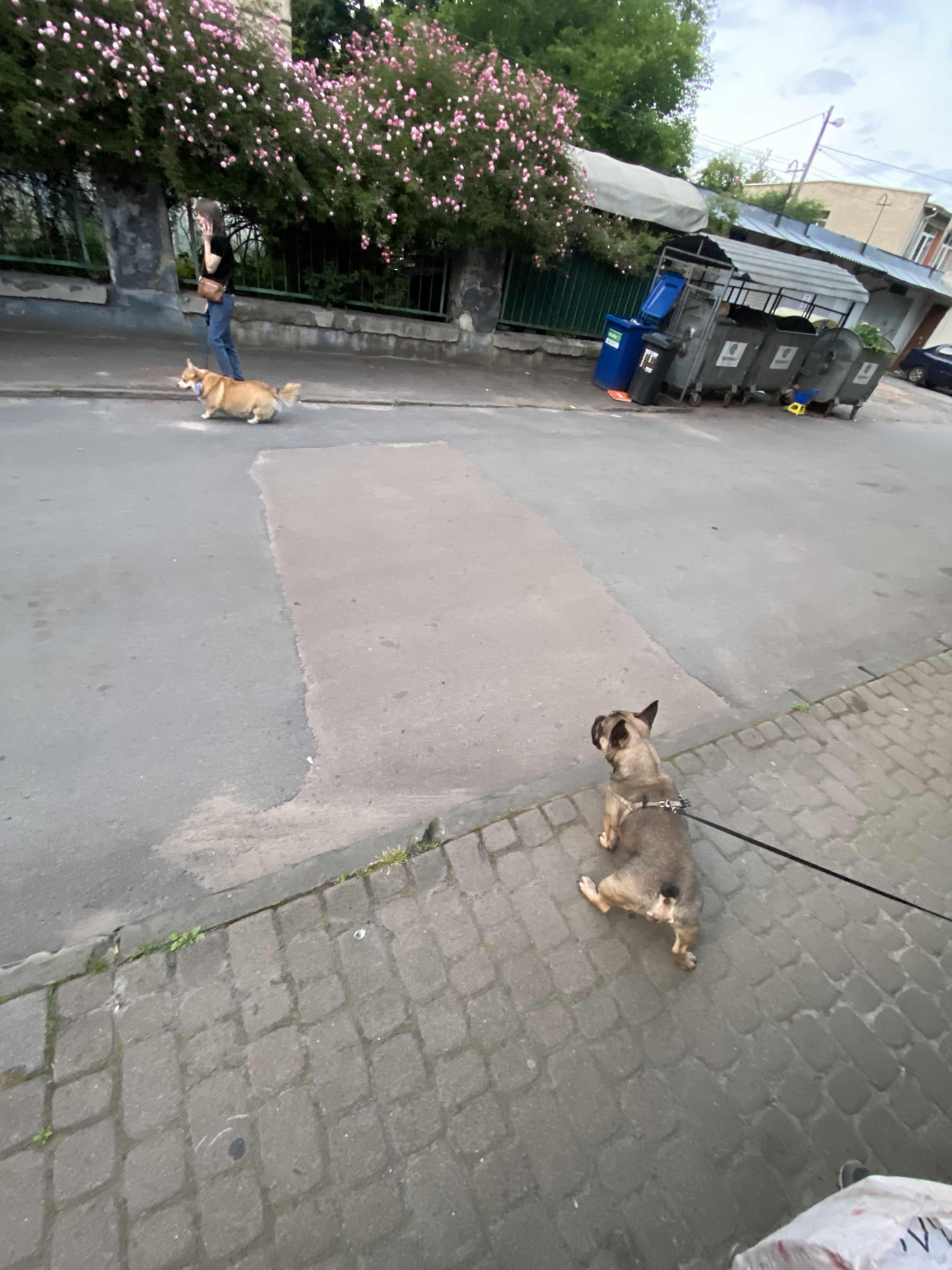 Фото вигул бульдога 