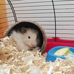 Догляд за гризунами 