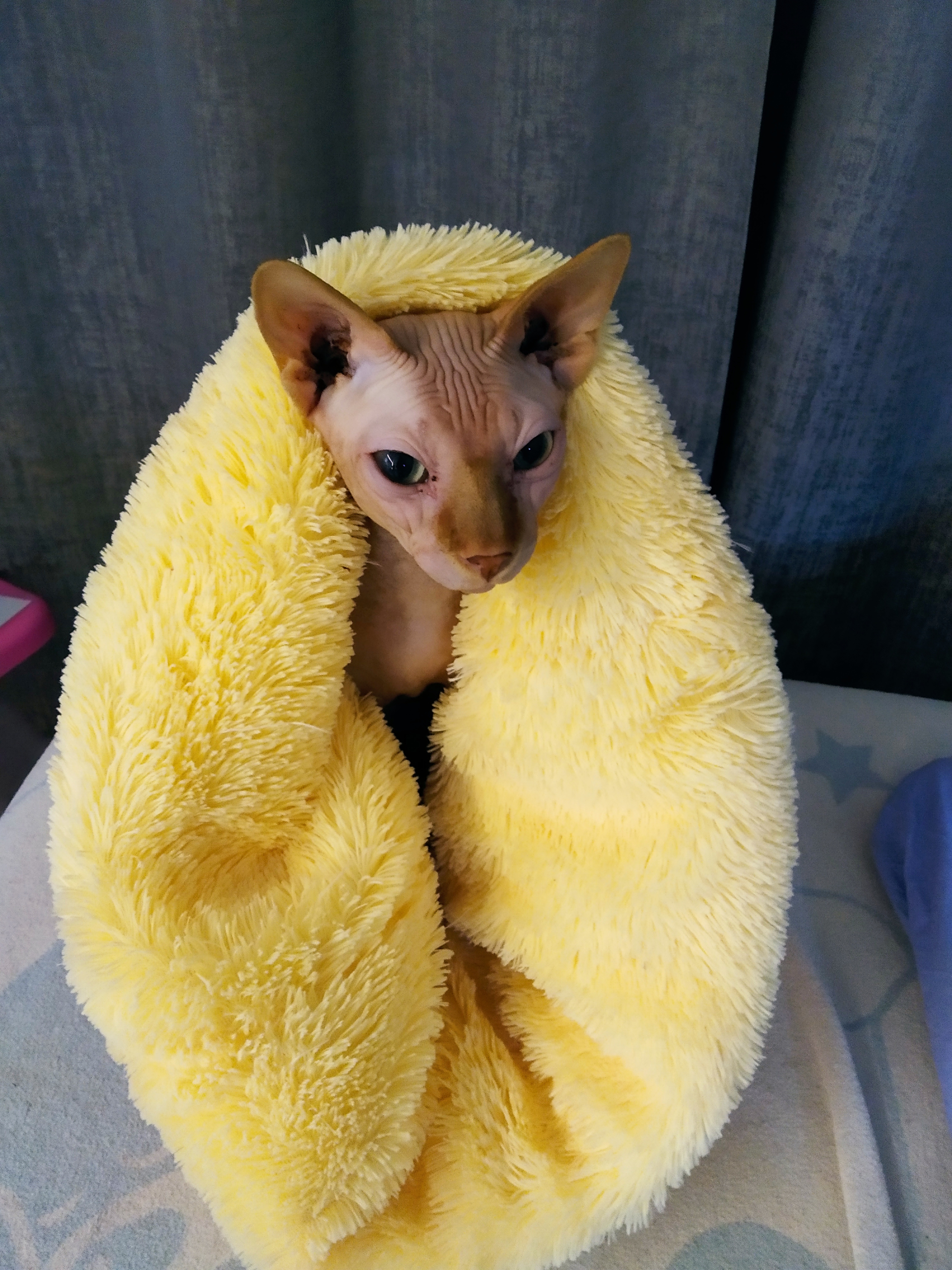 Фото Сфинкс