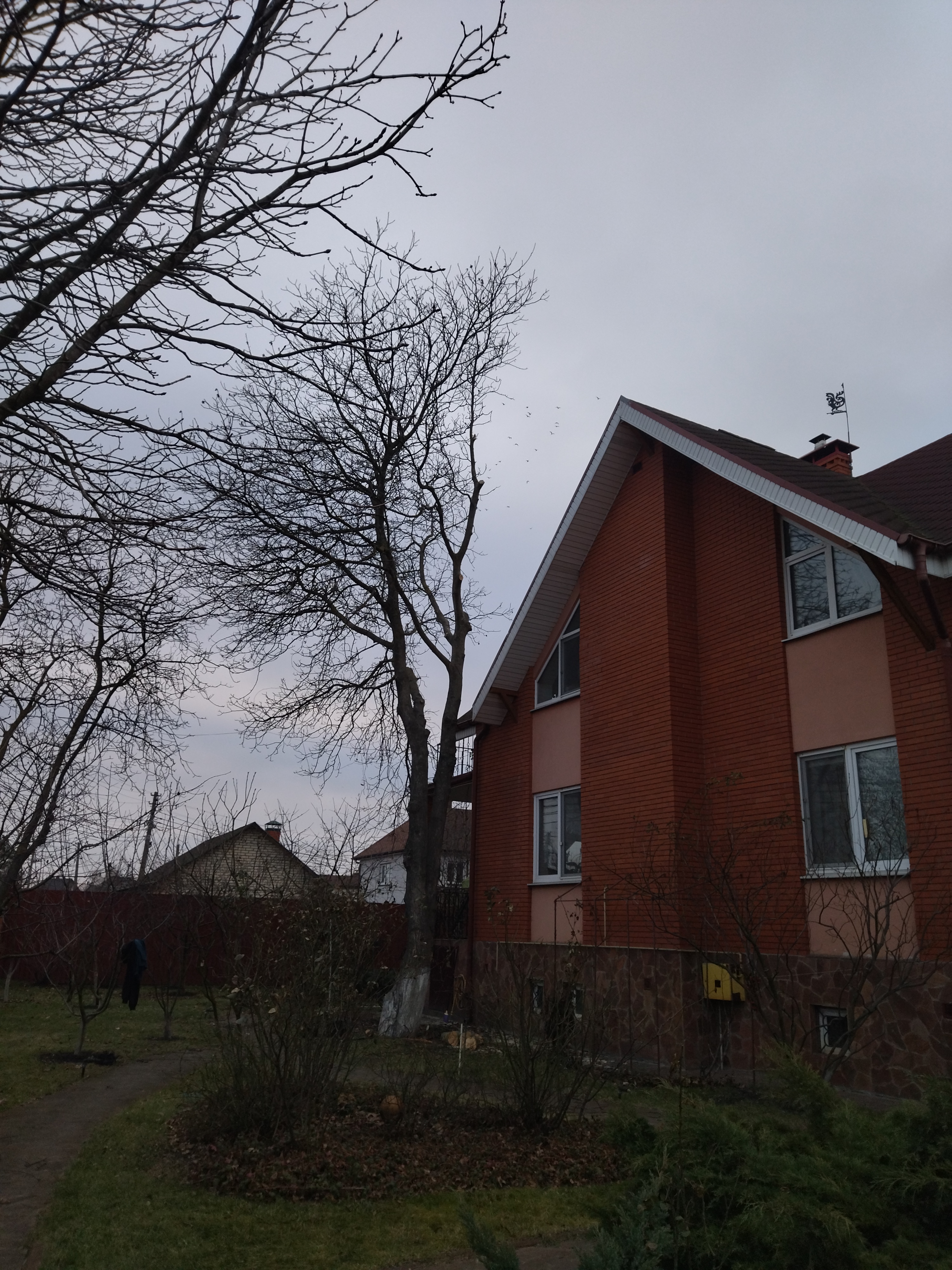 Фото Виконую обрізку дерев,та кущів. 4