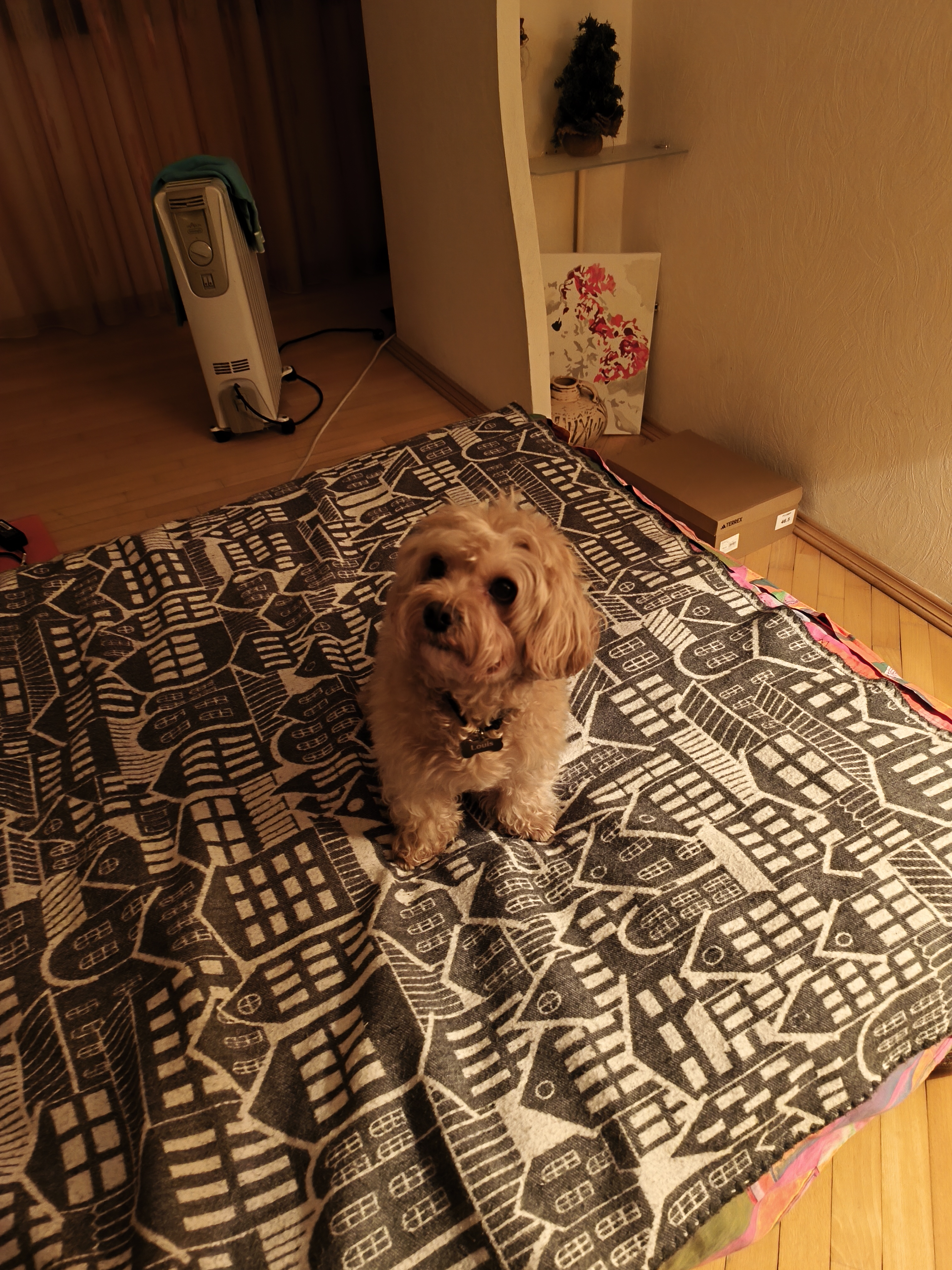 Фото Ласкавий Луі на перетримці 