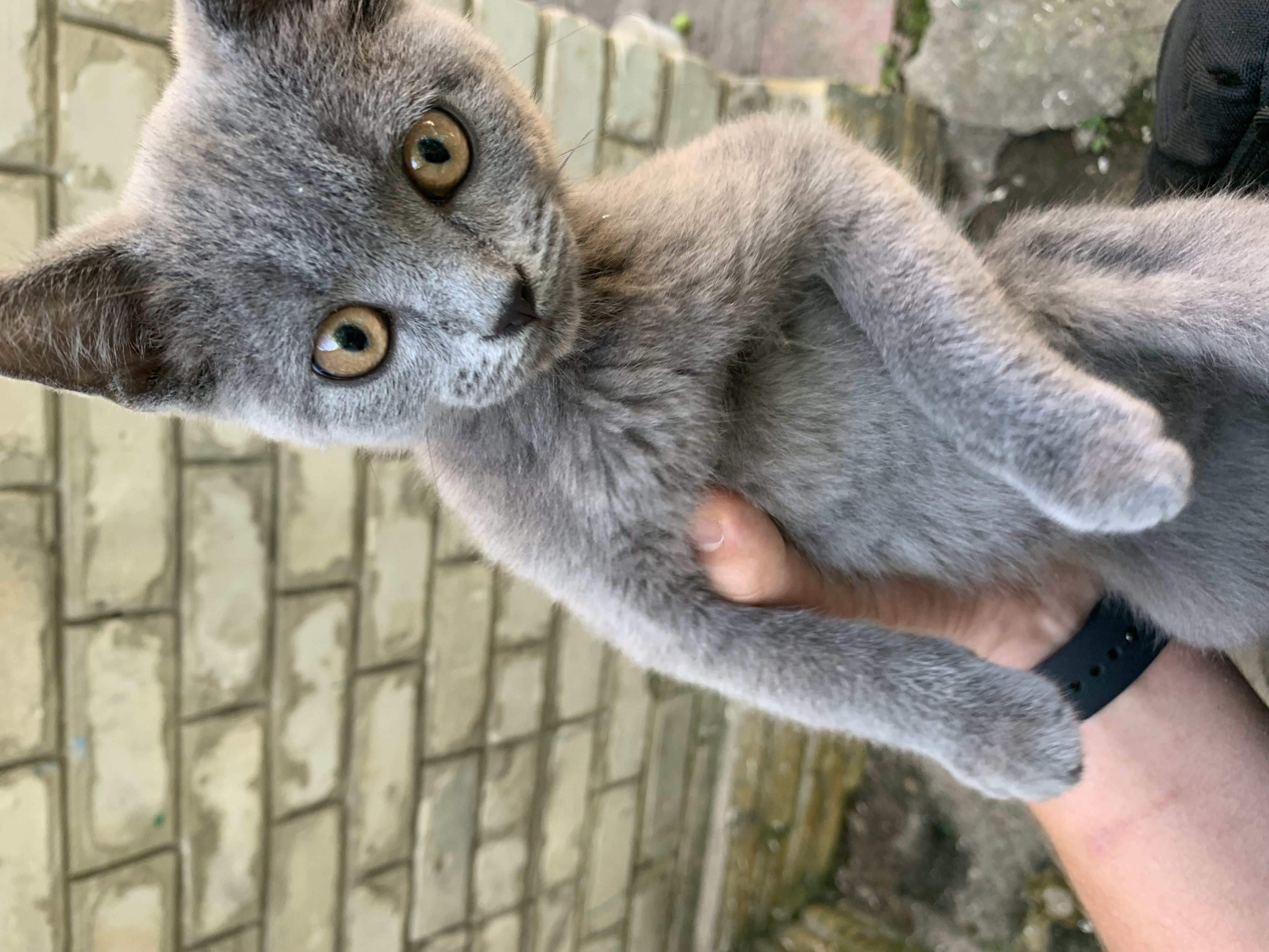 Фото Була перетримка цього котика по імені Кєні
 Доглядав, годував та приділяв увагу. Котик залишився задоволений 