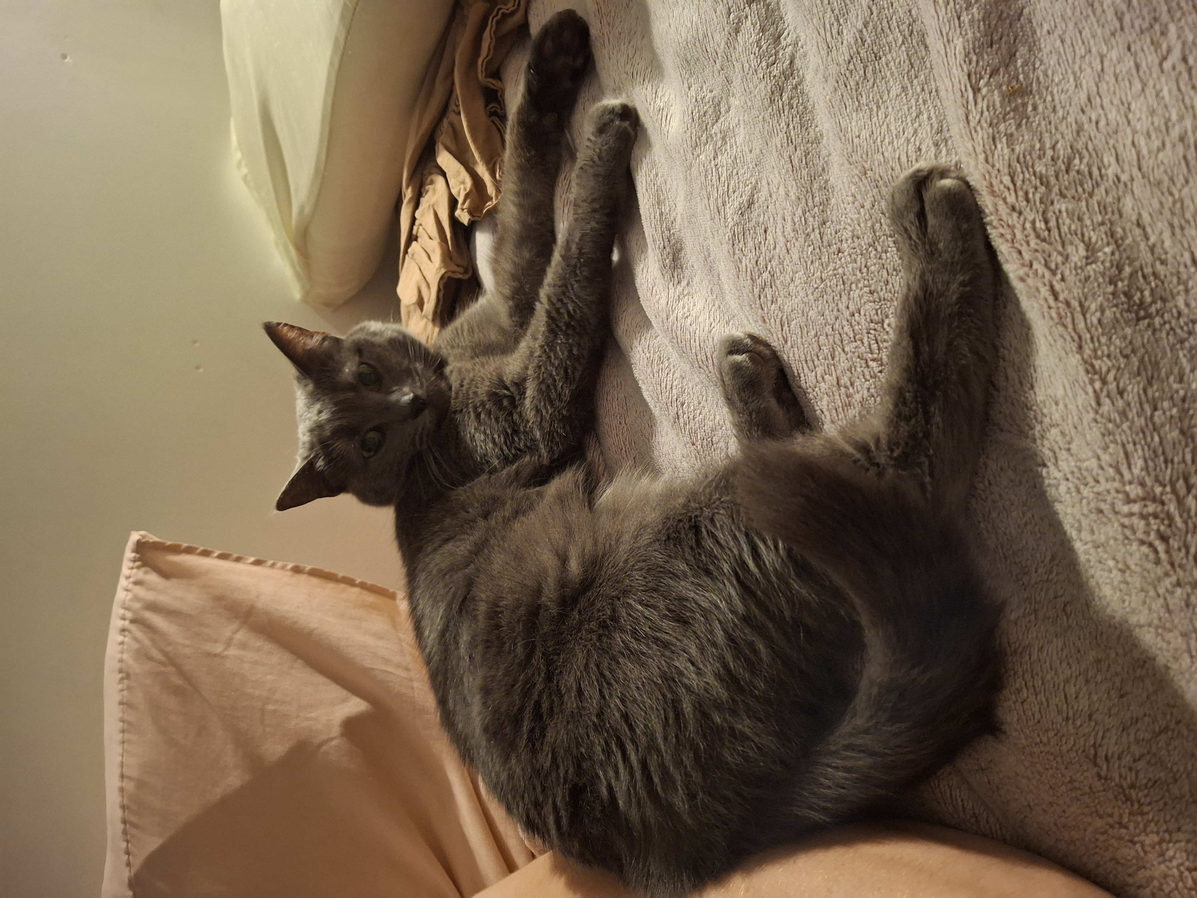 Фото Хазяйка кішечки попередила, що кішечка дика і не любить голосні звуки та багато контакту, тому ми дали їй повний спокій, а вона в свою чергу  подарувала нам купу ніжності сама))