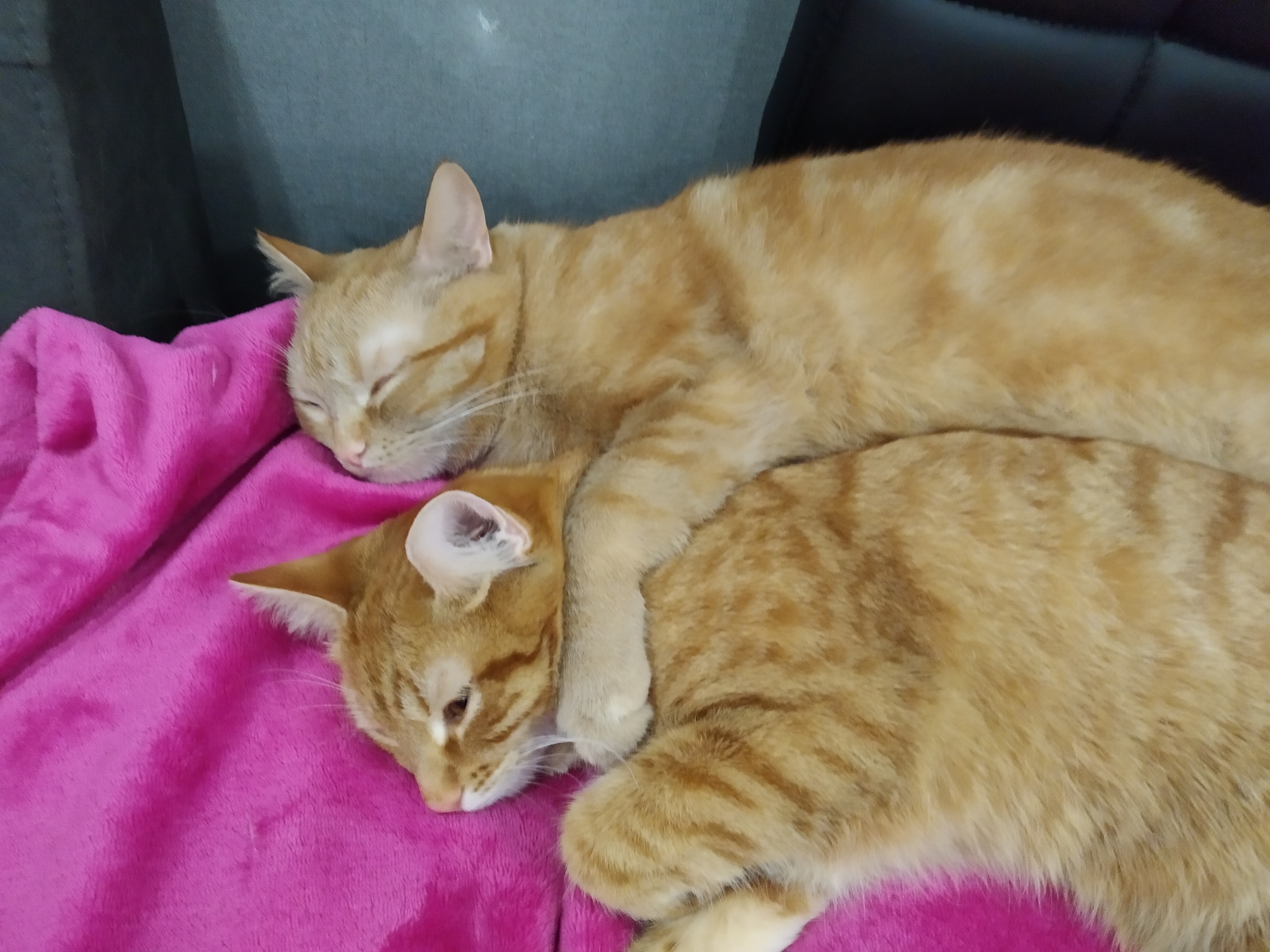 Фото Сладкий сон