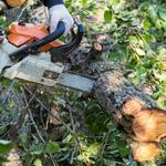 Зрізання дерев та косіння трави