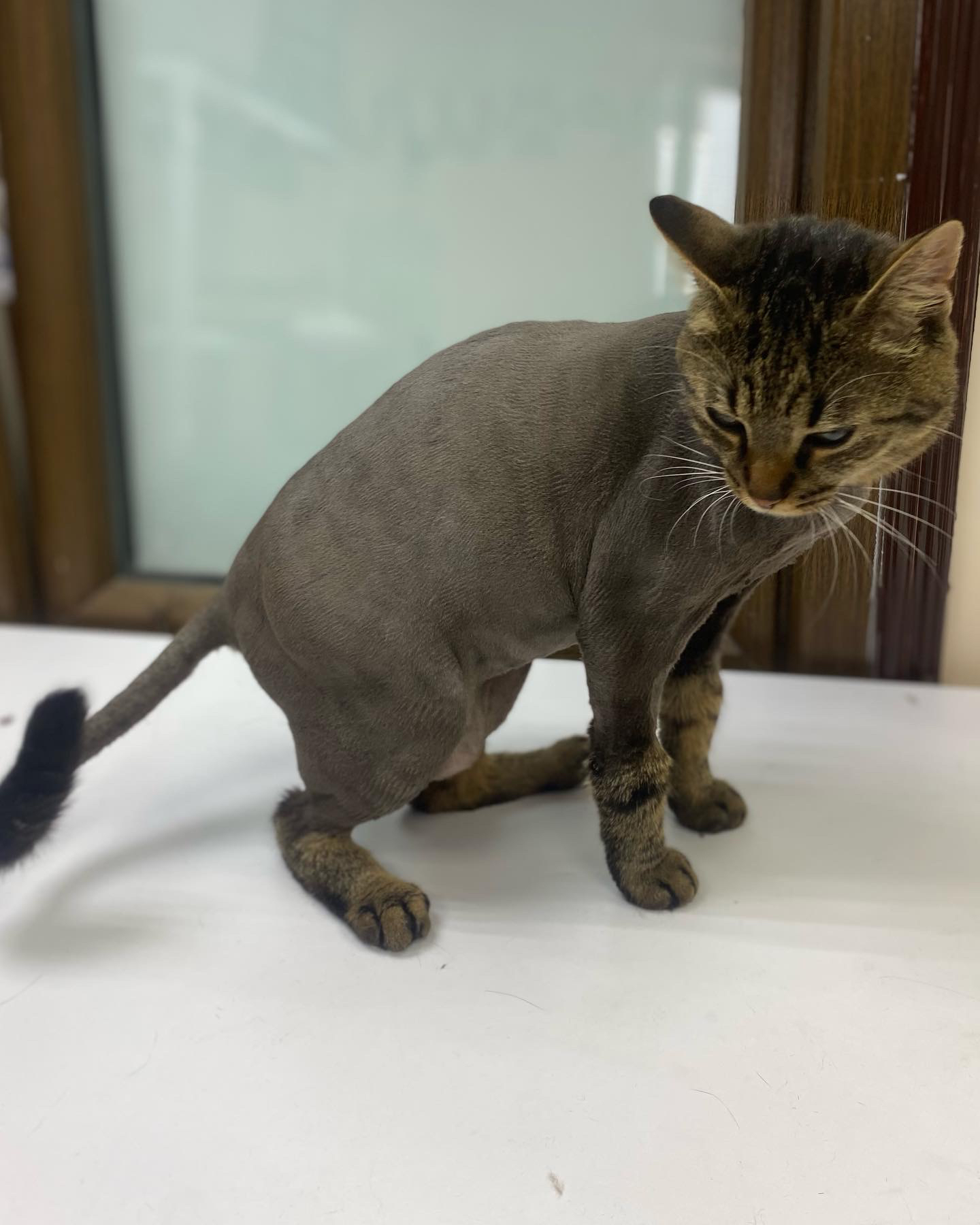 Фото стрижка кота 