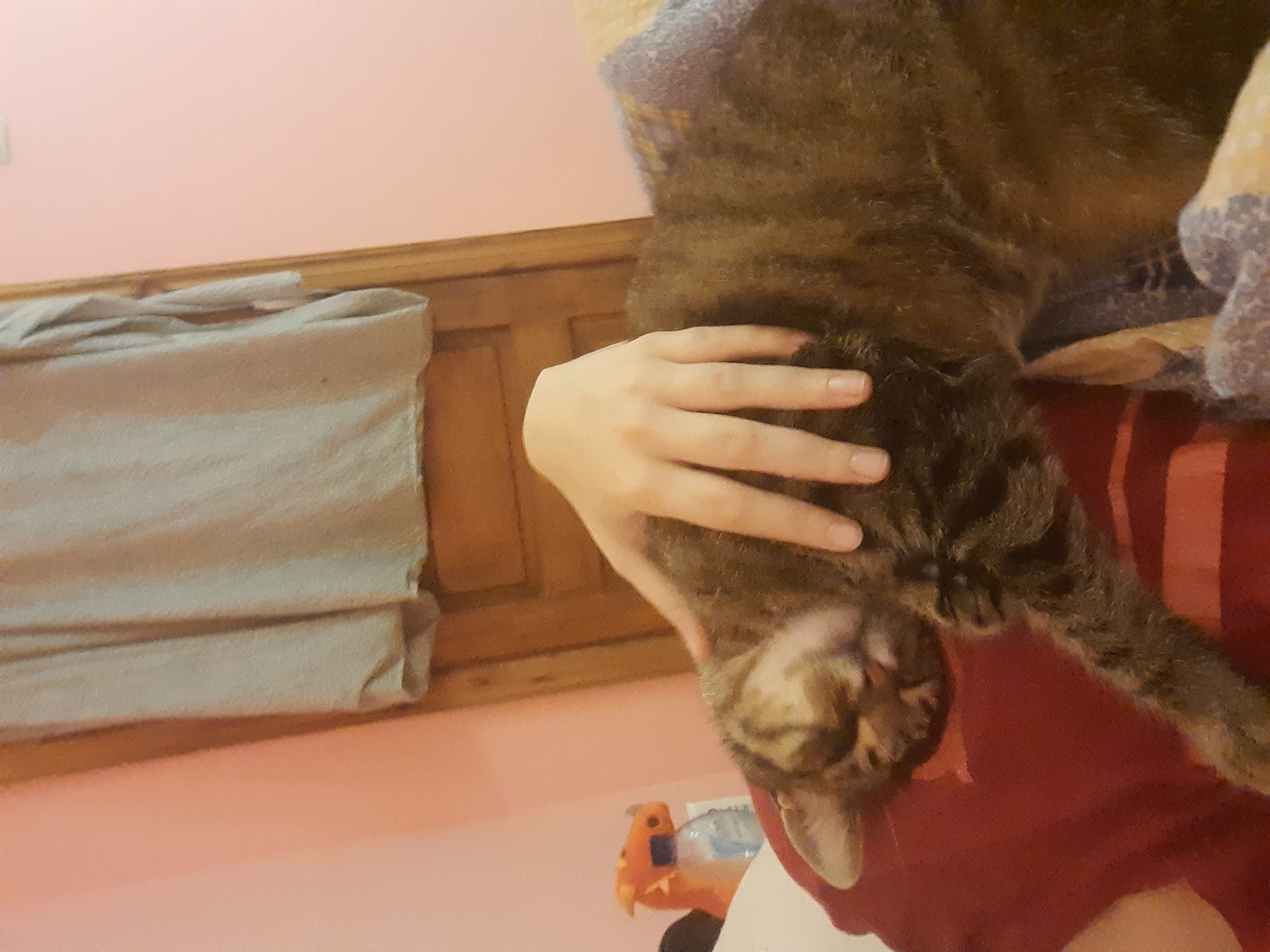 Фото перетримка котиків