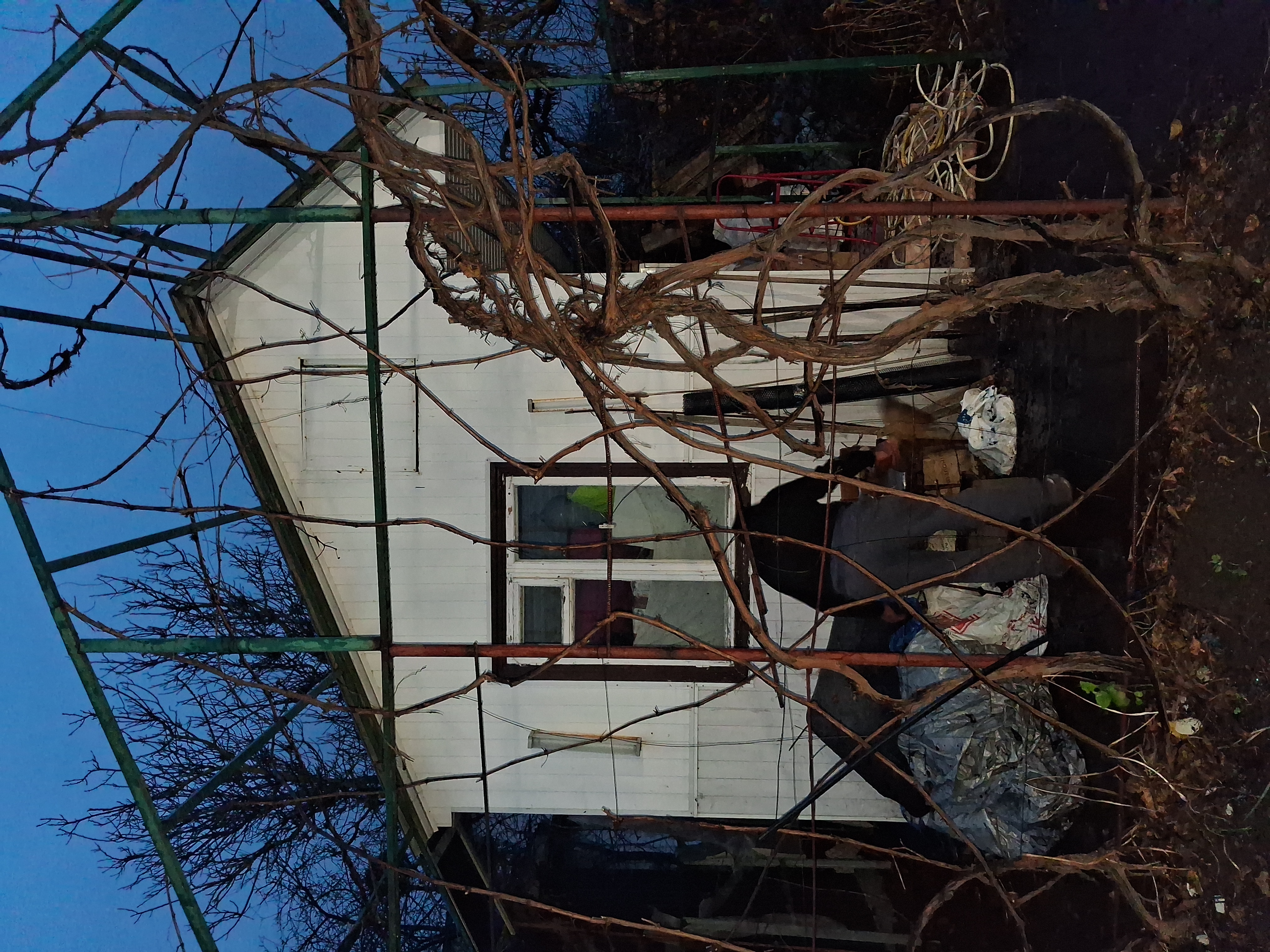 Фото Здійснено омолоджуючу  обрізку винограду сорт Ізабелла, який необрізувався більше 5 років. 