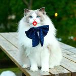 Передержка котиков