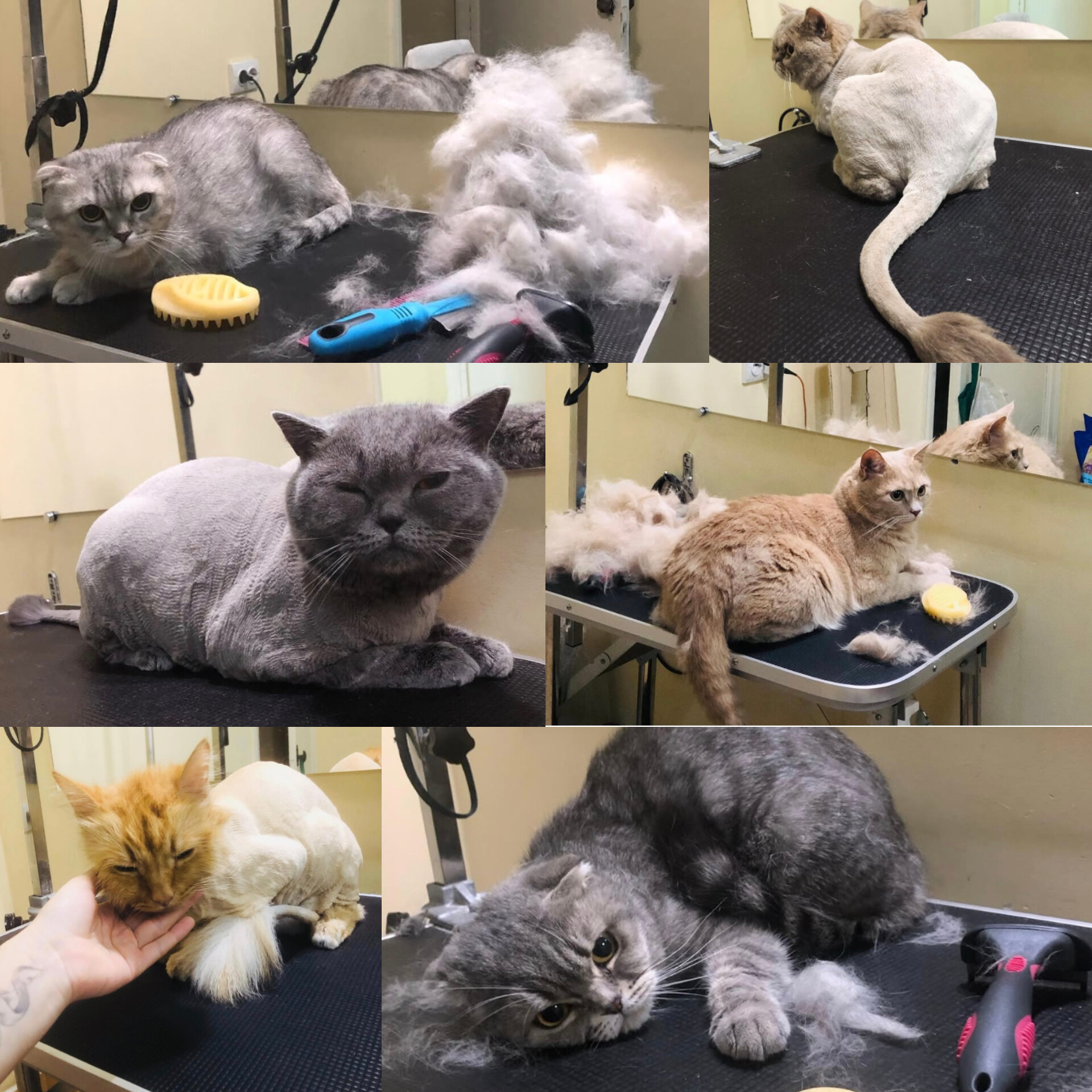 Фото Грумінг котиків 1