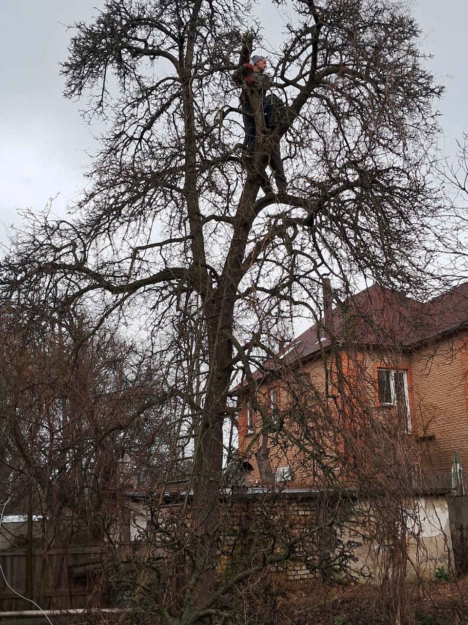 Фото обрезка аварийного дерева (до)