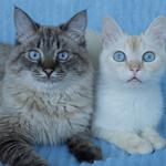 Відео реклама зоотоварів для котиків