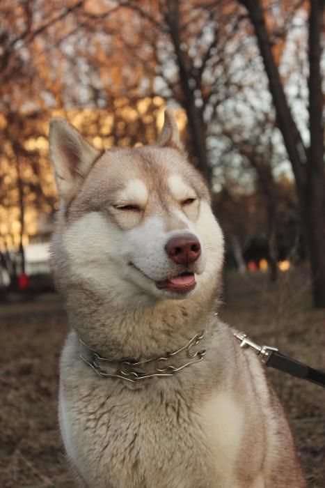 Фото Погуляю с вашей собакой 3