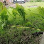 перетримка собак