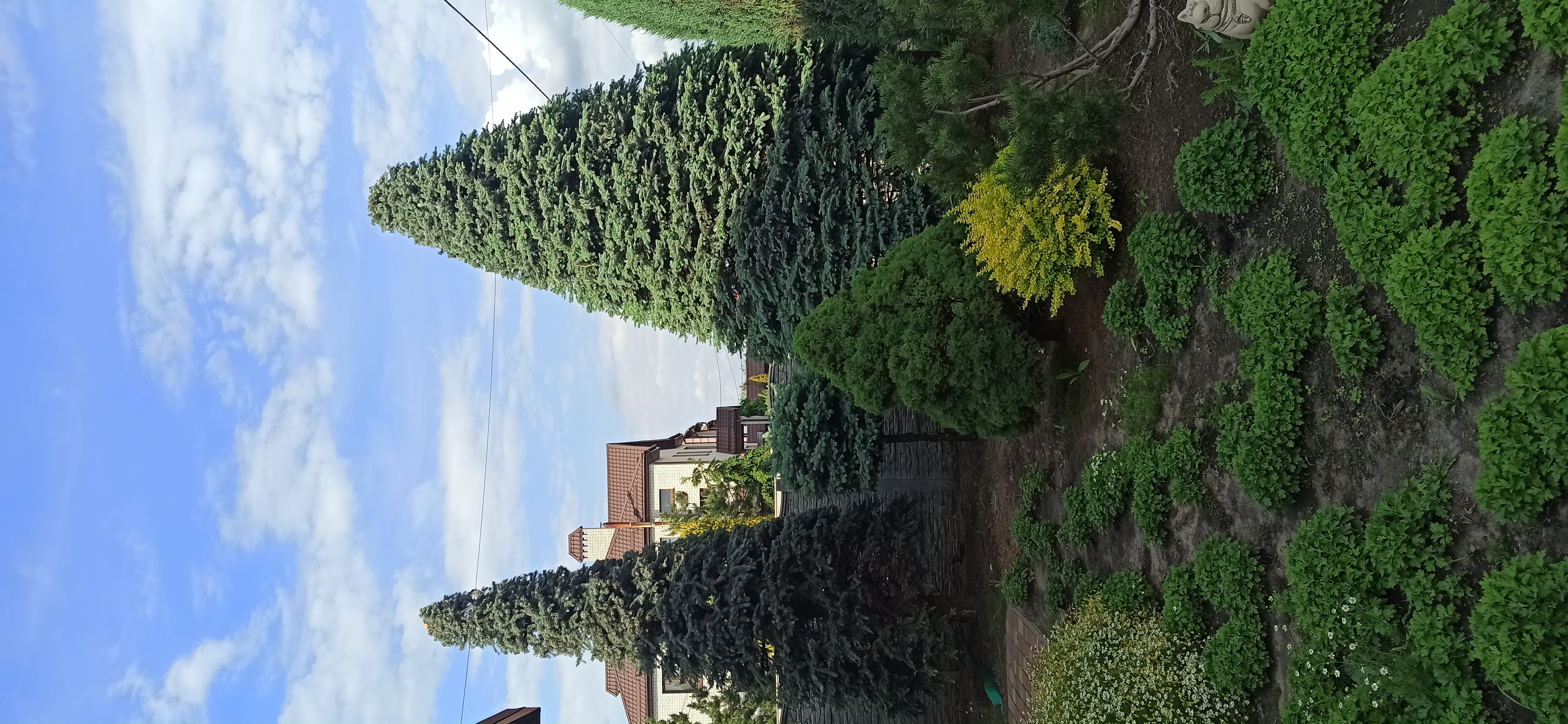 Фото ель под конус