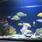 Обслуживание аквариума.