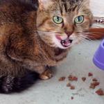 Передержка кошек