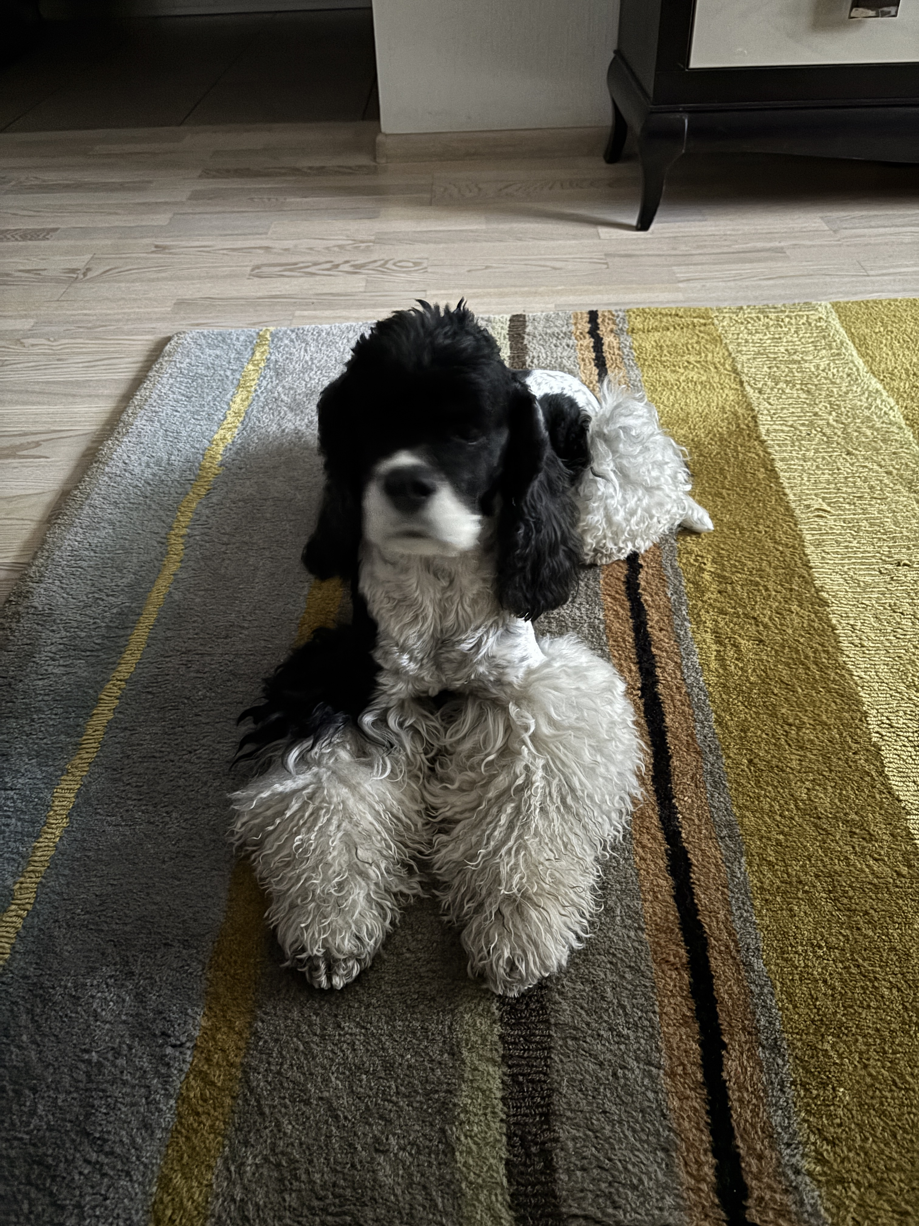 Фото песик охайний, вихований і дуже дружній - справжнє задоволення провести з ним час🐶😍