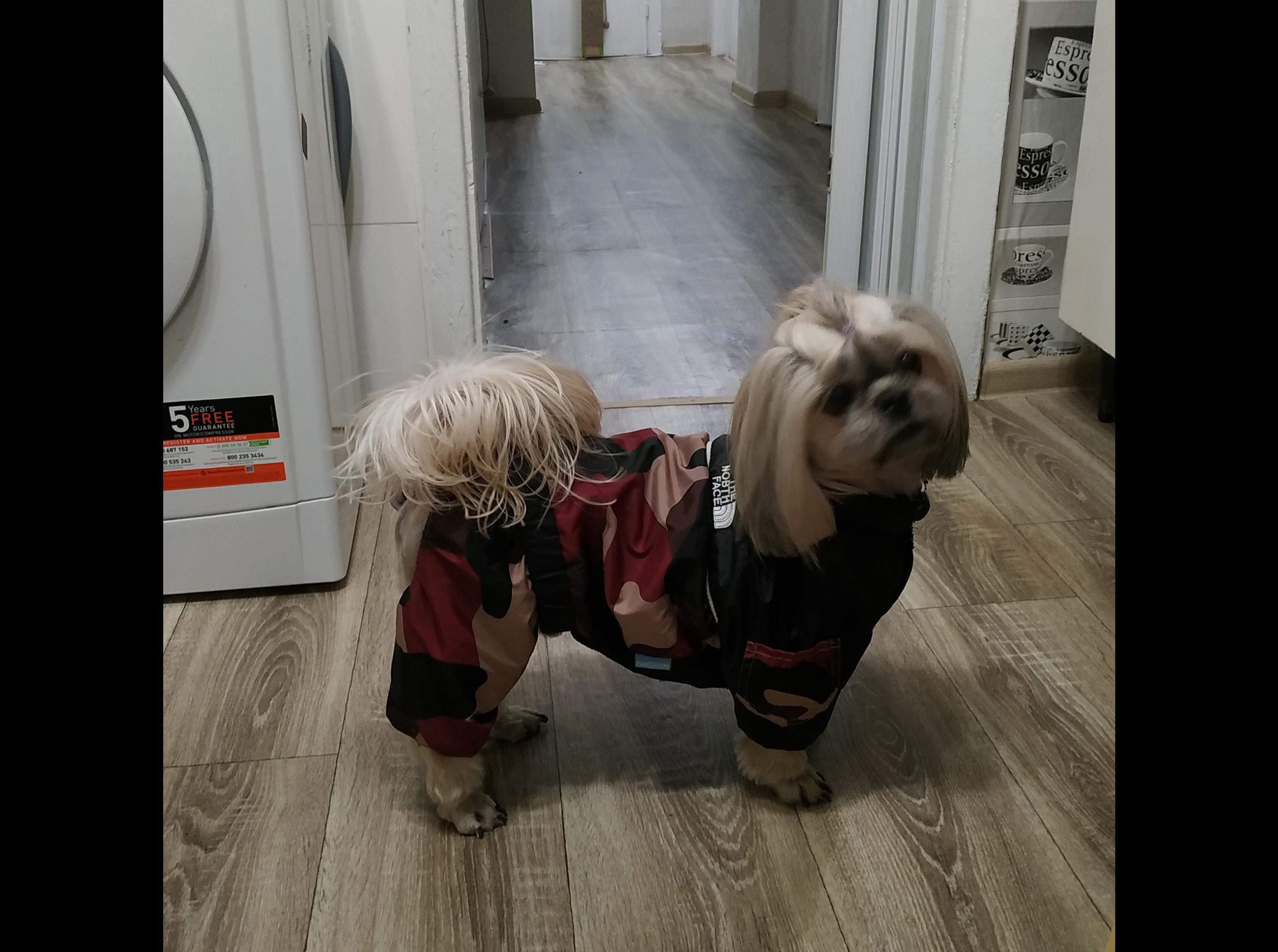 Фото У нас в гостях, всего лишь на вечер, Джек!! Отличный пёсель))