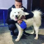 Выгул собак 