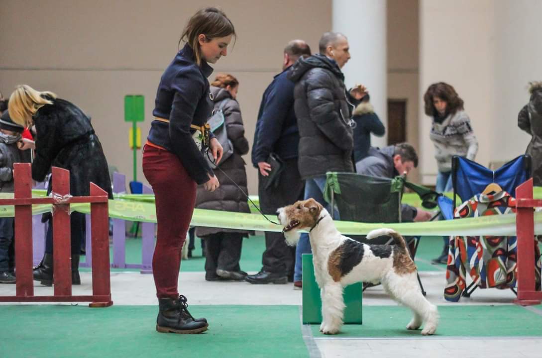 Фото Подготовка собаки к выставке. Услуги хендлера. Киев 1