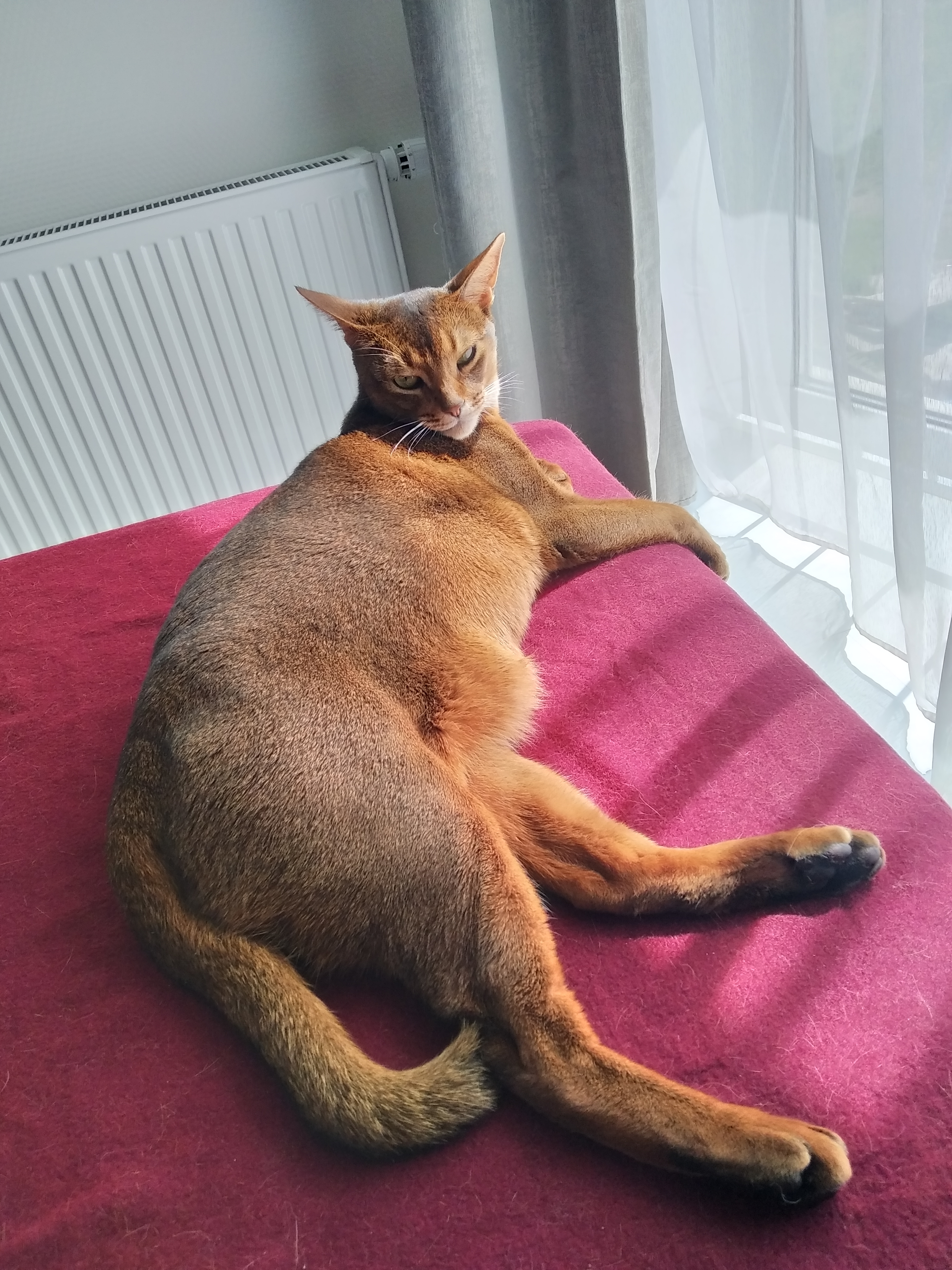 Фото Абиссинец