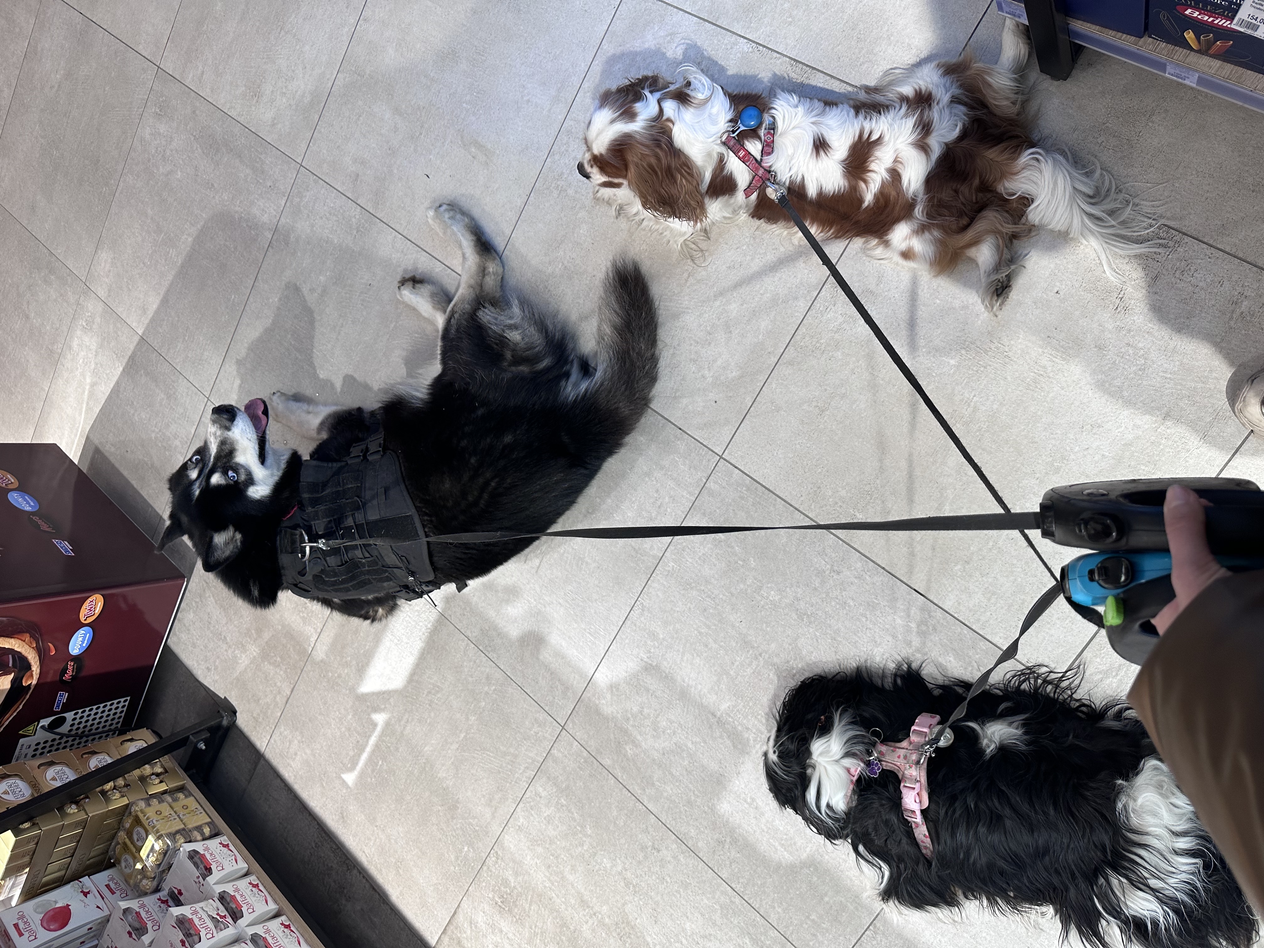 Фото Вигул собаки Кременчук🐶  3
