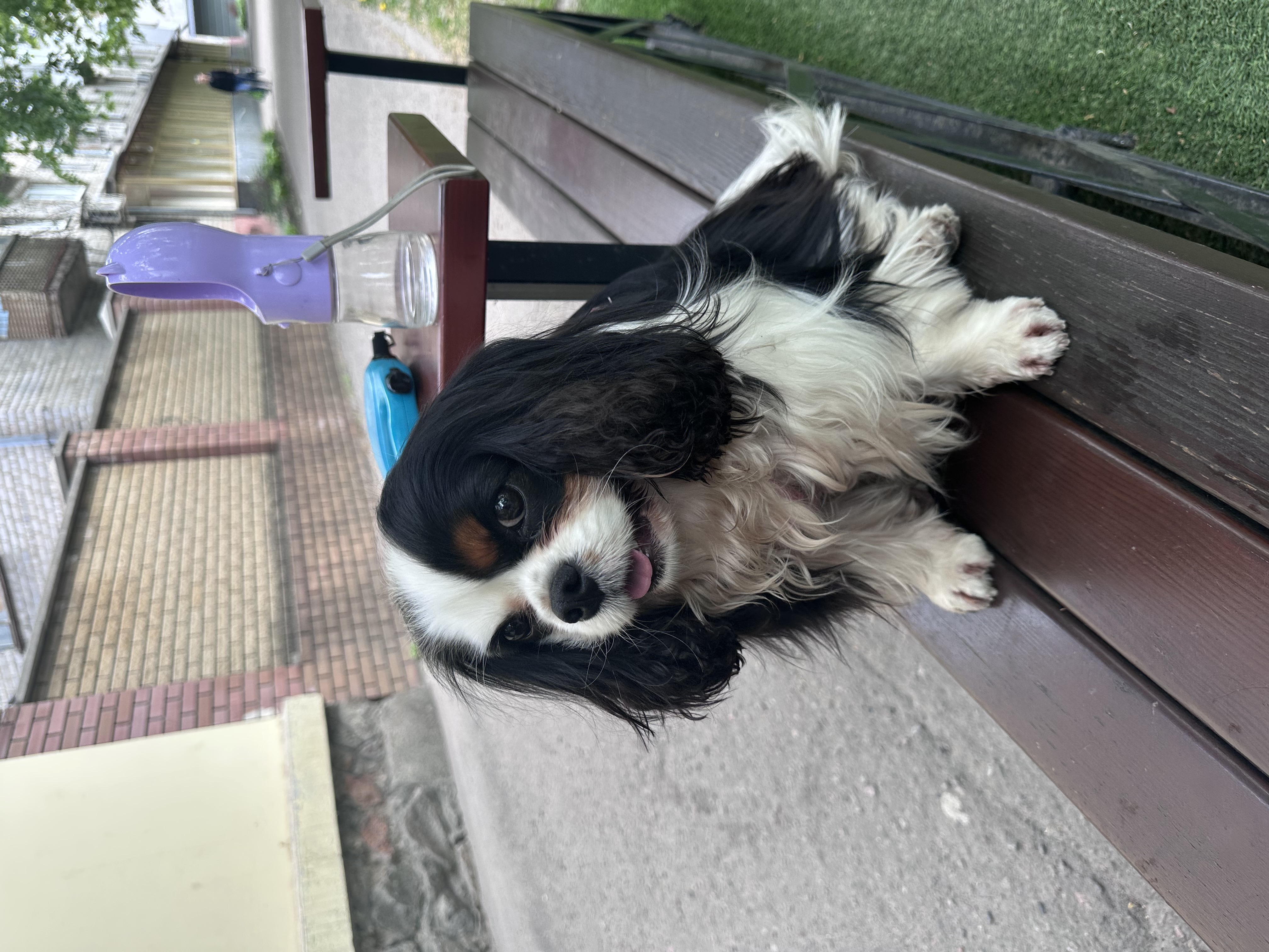 Фото Вигул собаки Кременчук🐶  2