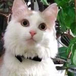 Доставлю вашого улюбленця. 