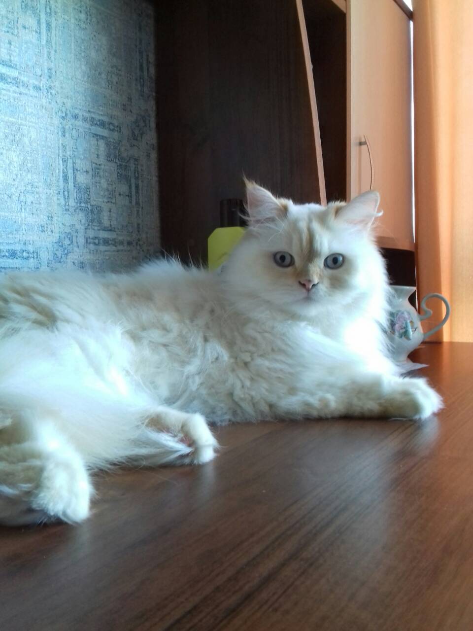 Фото Передержка двух котов котов 