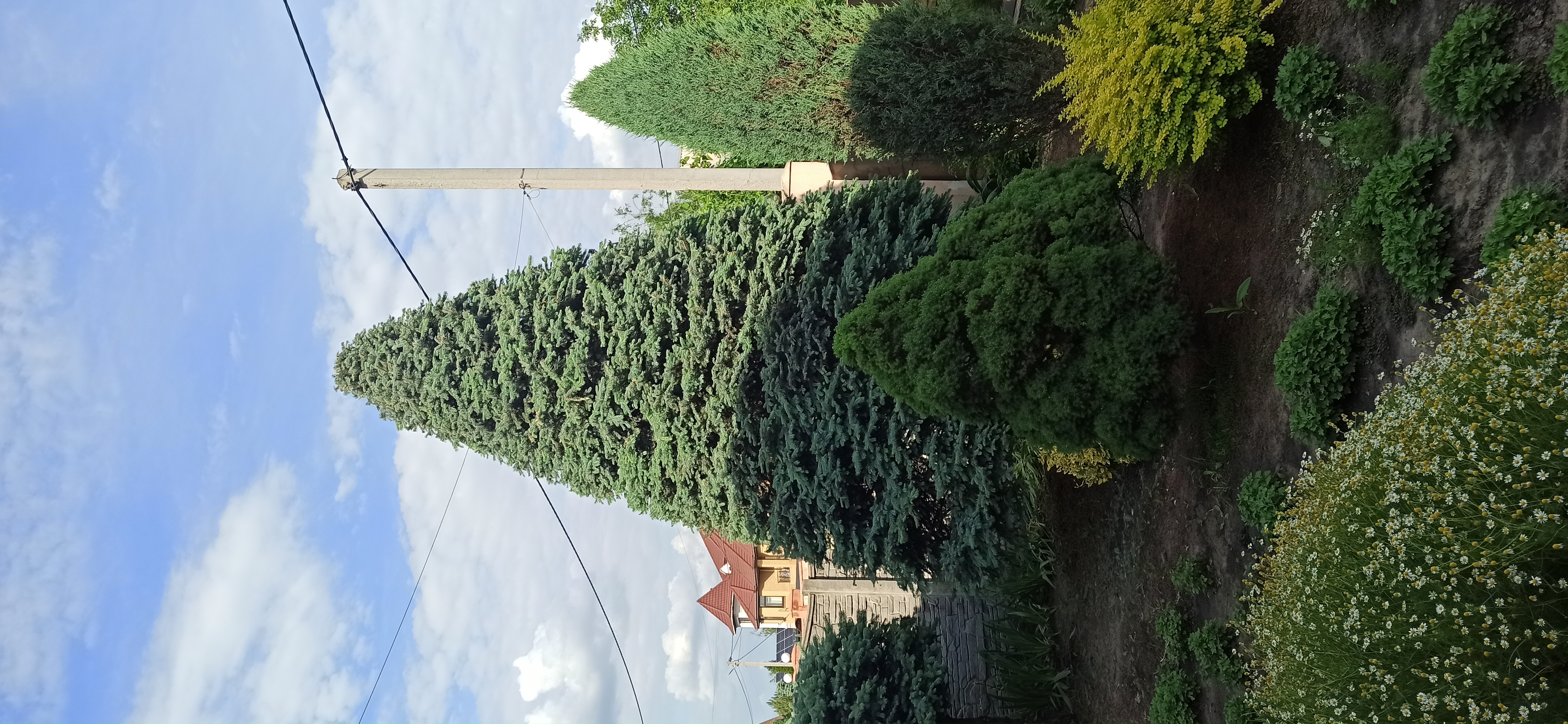 Фото ель под конус