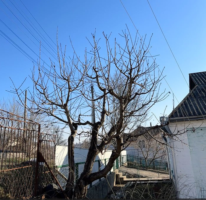 Фото Обрізка винограду та плодових дерев 1