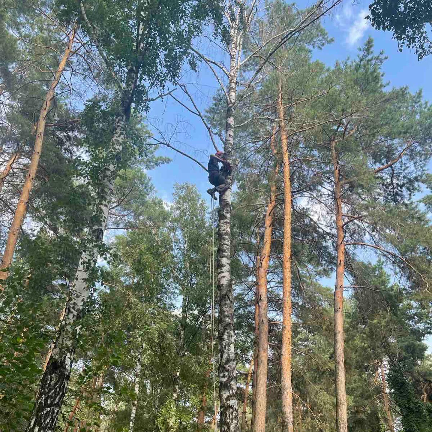 Фото Демонтаж сухого дерева, 5 часов