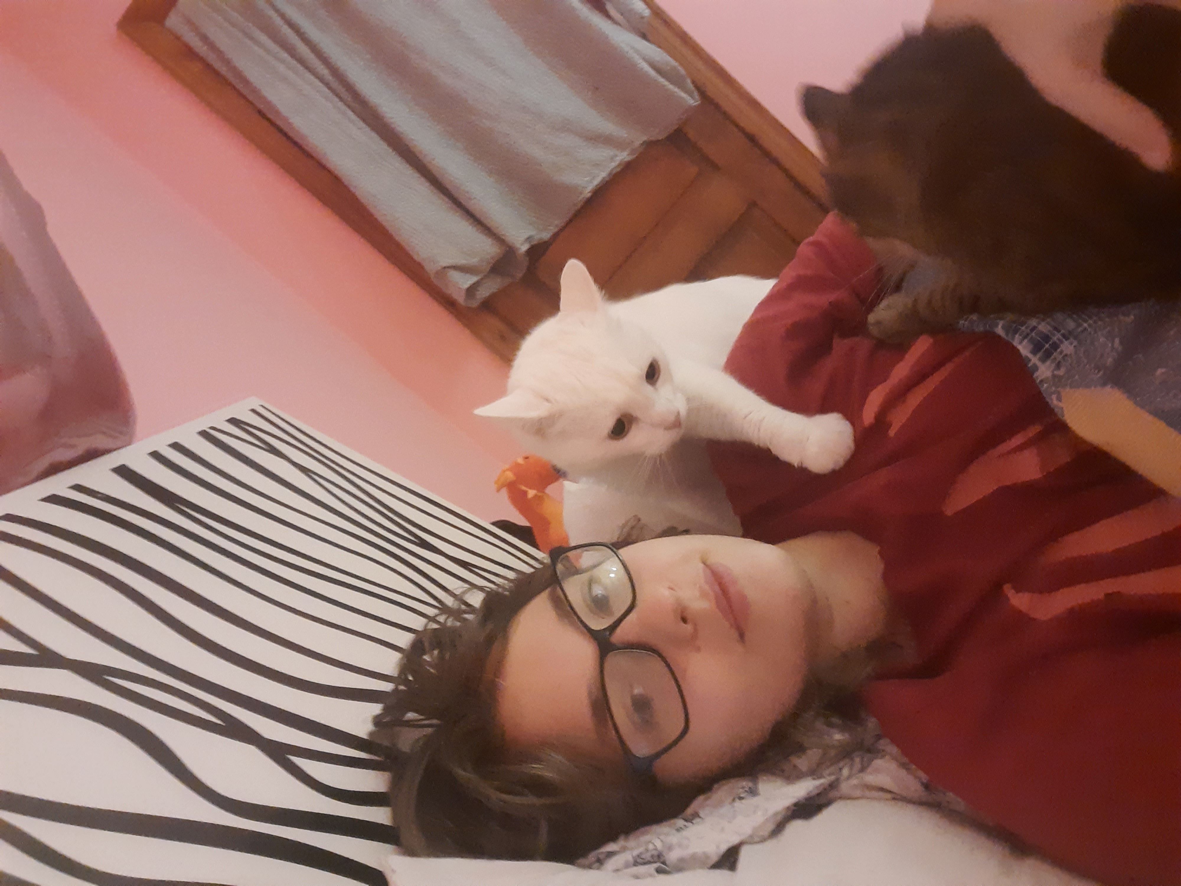 Фото перетримка котиків