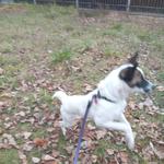 Передержка собак Ирпень