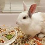 Догляд та доставка ваших гризунів 🐹🚗