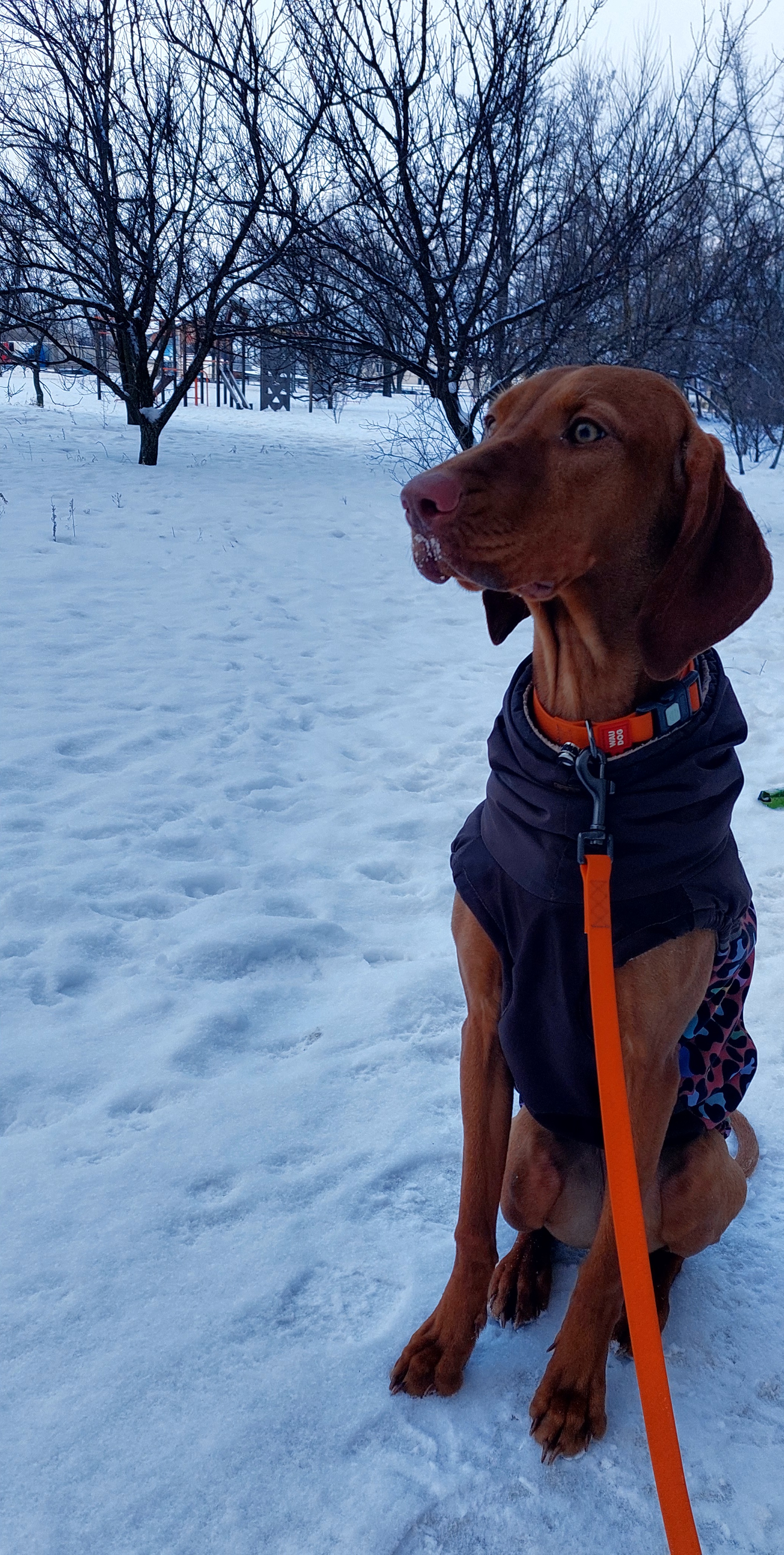 Фото Красуня Іззі, перетримка на вихідні.